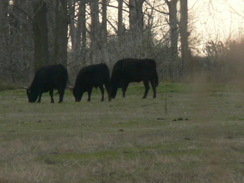 2008_12_Camargue_06 Petit Rhone_02.jpg